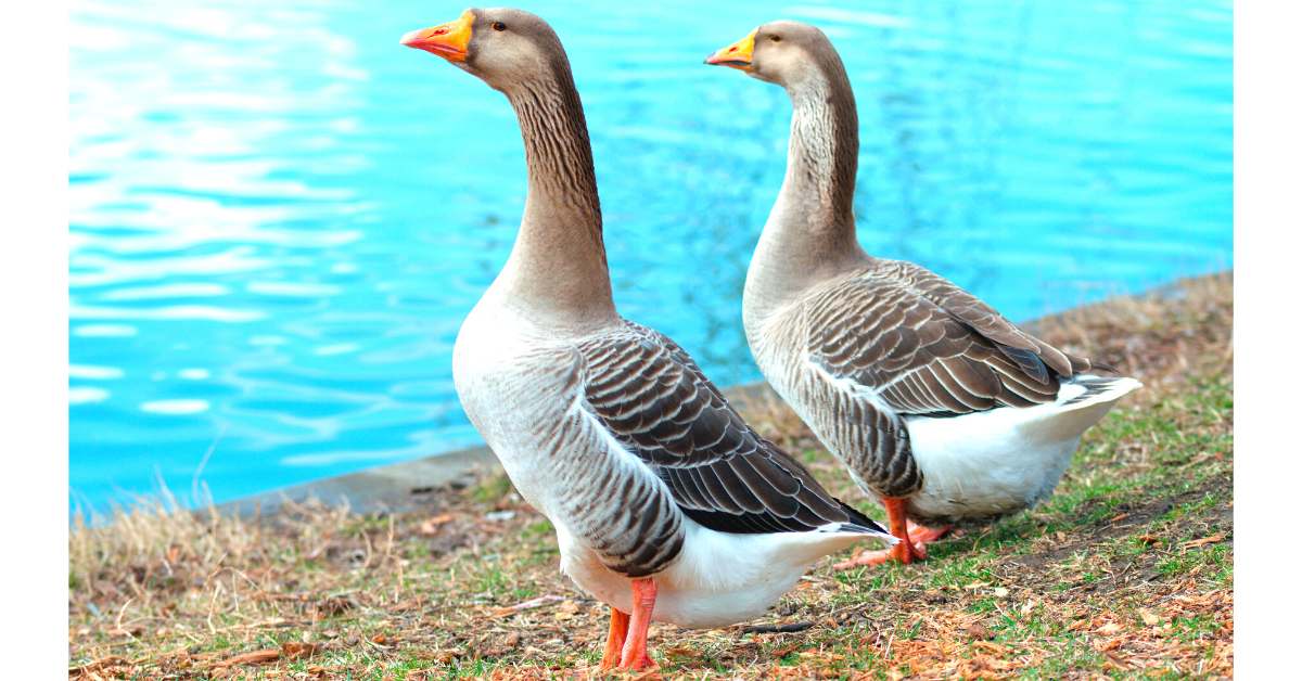 What's the Difference Between Swans And Geese? - TipsFu