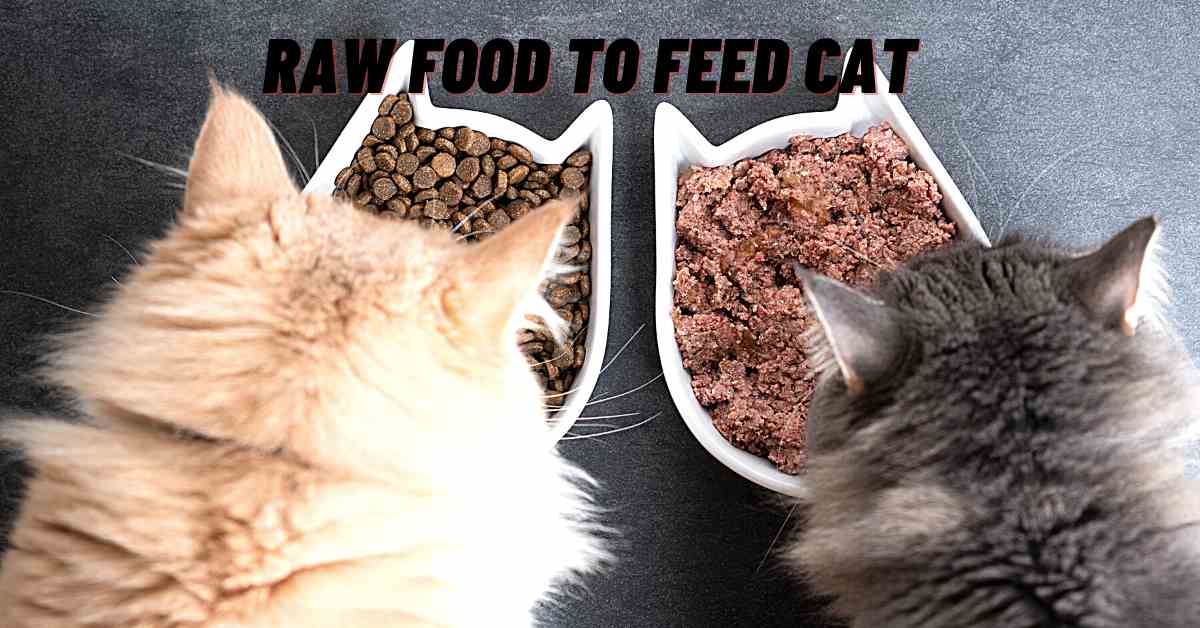 how-much-raw-food-to-feed-cat-raw-feeding-guide-tipsfu