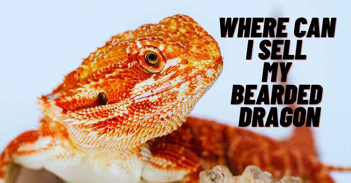 Where Can I Sell My Bearded Dragon- Best Platforms to Use - TipsFu